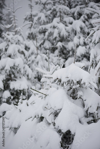 christmas evergreen pine tree covered with fresh snow