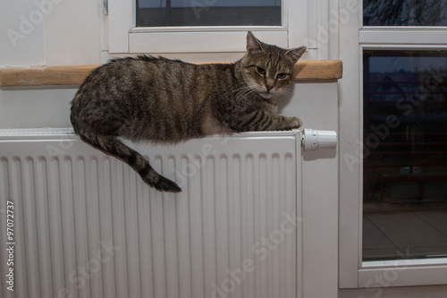 warm, cat relaxing on a warm radiator 
