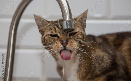 Fototapeta Naklejka Na Ścianę i Meble -  Cat drinking water
