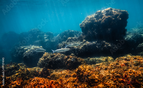 Underwater Scene with Overgrown Rocks and Fish