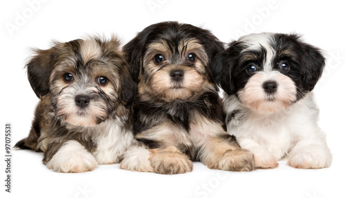 Three cute havanese puppies are lying next to each other