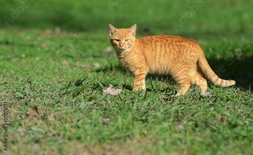 Yellow cat walking through green grass.