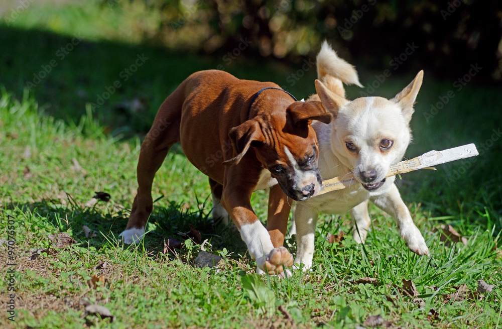 Two young dogs playing with a stick.