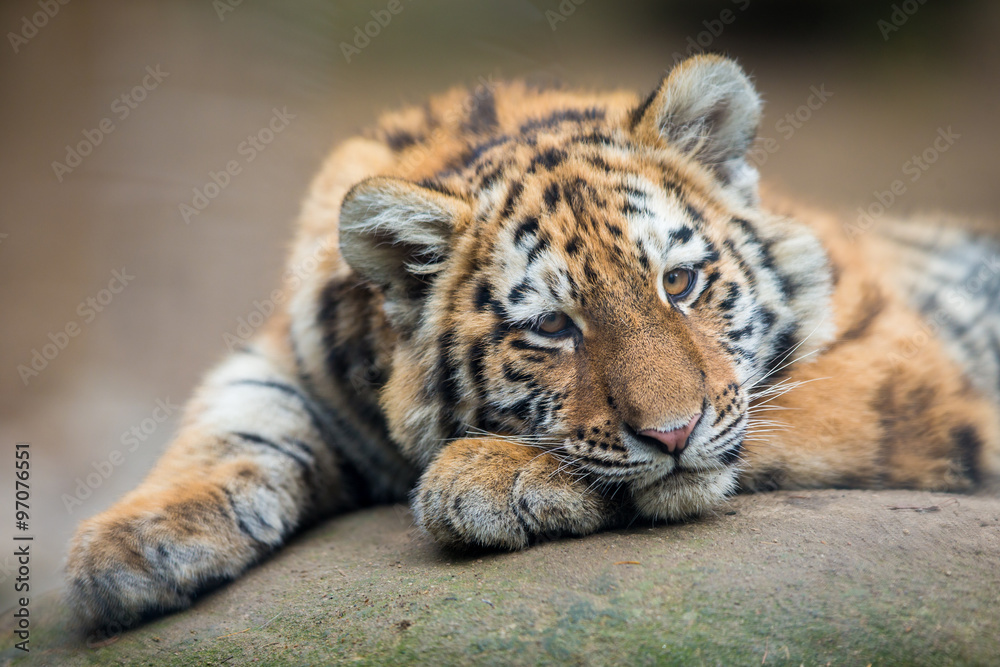 Fototapeta premium Cute tiger cub resting lazily