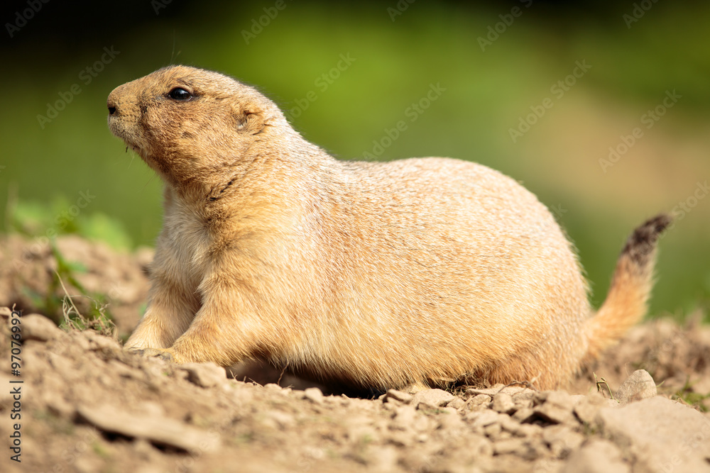 very cute black tailed prairie dog (Cynomys ludovicianus) very cute black tailed prairie dog (Cynomys ludovicianus)