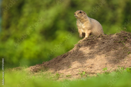 very cute black tailed prairie dog (Cynomys ludovicianus) © lightpoet