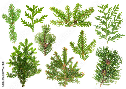 Set of coniferous tree branches. Spruce, pine, thuja, fir