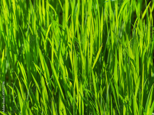 lush grass texture