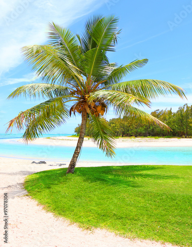 Tropical beach and palm trees with coconuts, blue sea and sunny sky on a background. Ile Aux Cerfs Island ( Mauritius Island, Africa) on Indian Ocean.