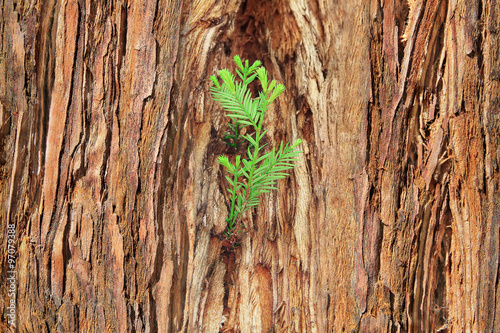 small sprout on old tree, symbolizing new life, new project or n