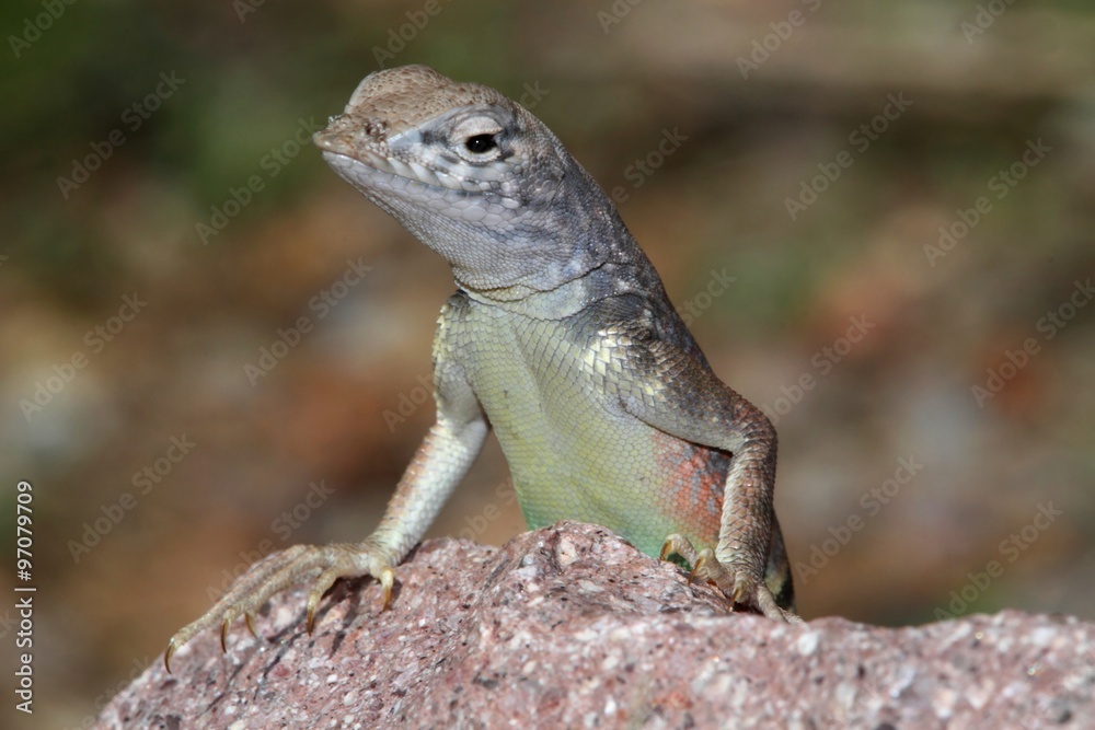 Southwestern Earless Lizard (Cophosaurus texanus scitulus) Southwestern Earless Lizard (Cophosaurus texanus scitulus)