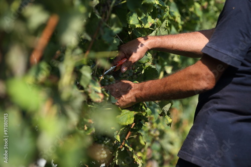 vendemmia