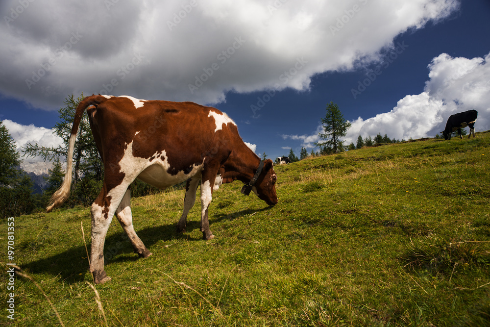 Cow grazing in a meadow, mountain landscape on background