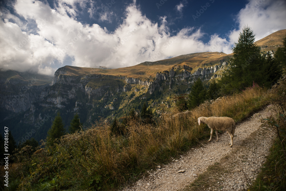 Sheep grazing in nature and mountain landscape on background