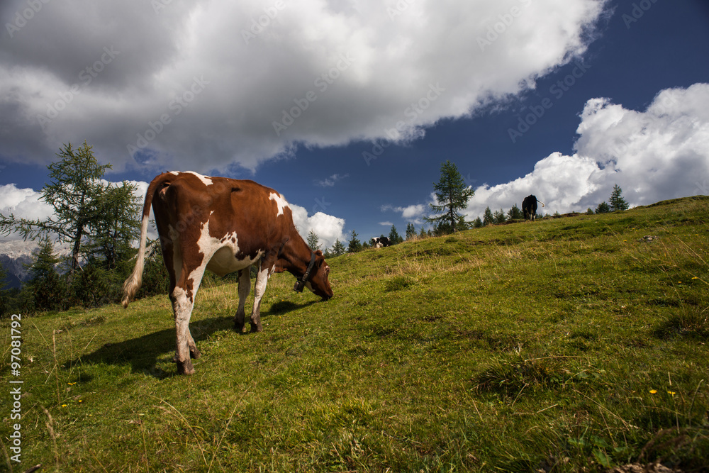 Cow grazing and mountain landscape