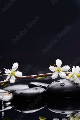 Still life with Cherry blossom  with therapy stones 