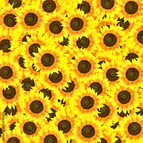 Sunflower background