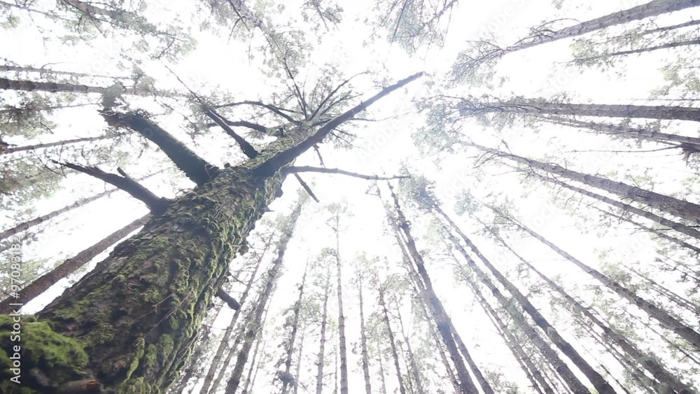 Wald, Baumkronen im Wind - Bäume bewegen sich im Wind
