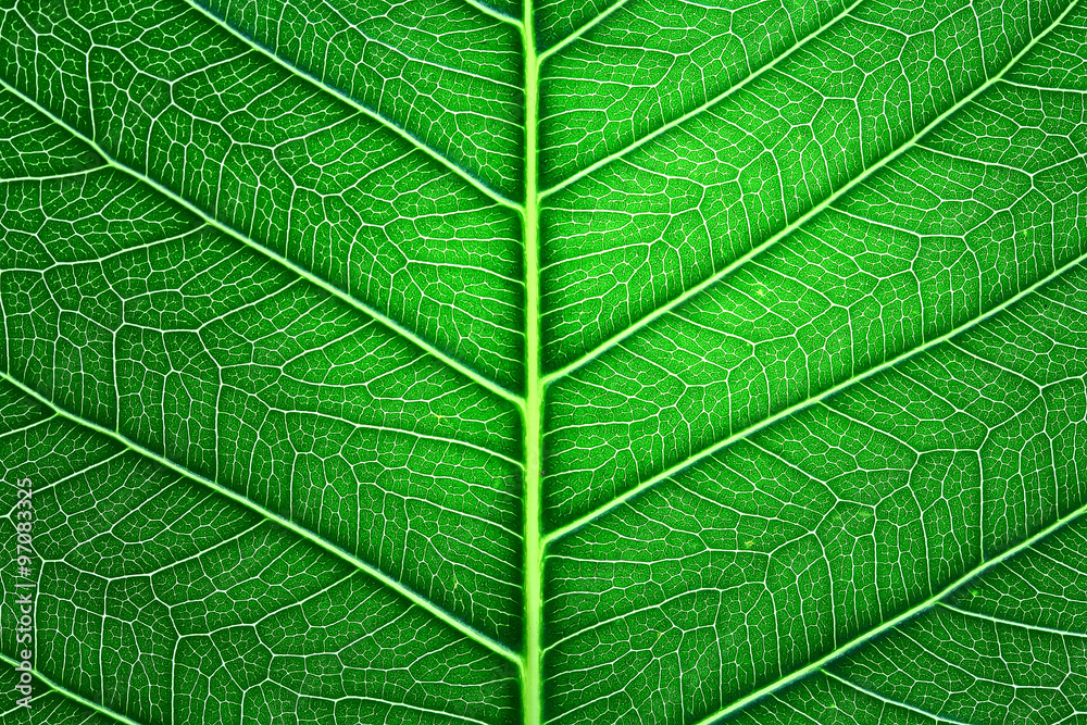 pho leaf pho leaf