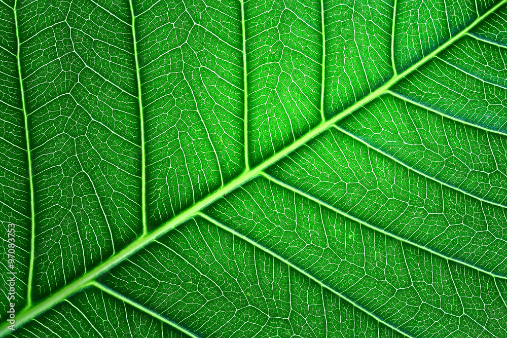 pho leaf pho leaf