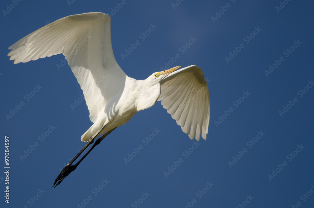 Great Egret Flying in a Blue Sky Great Egret Flying in a Blue Sky