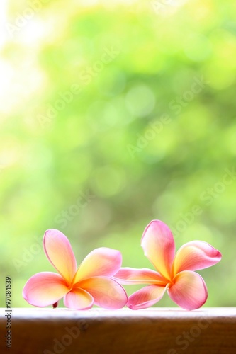 Pink Frangipani Flower 