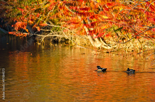 Fototapeta Naklejka Na Ścianę i Meble -  Pair of Wood Ducks Swimming in the Blaze of Autumn Color