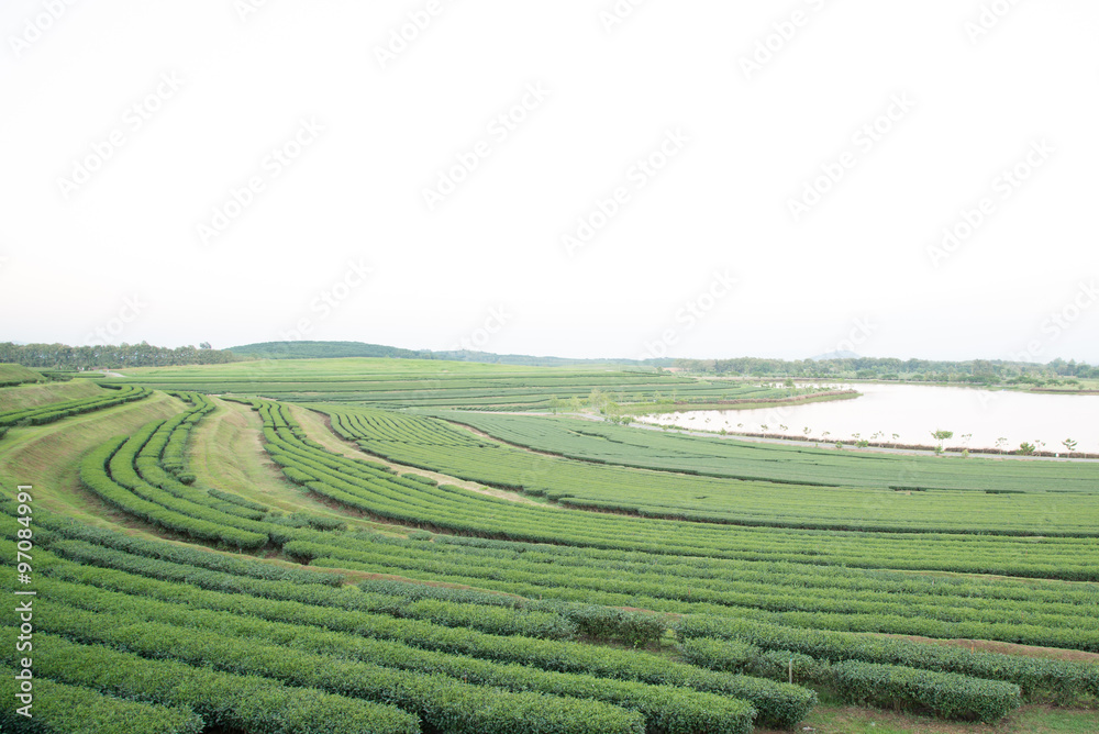 Tea farm on mountain, Thailand. Tea farm on mountain, Thailand.