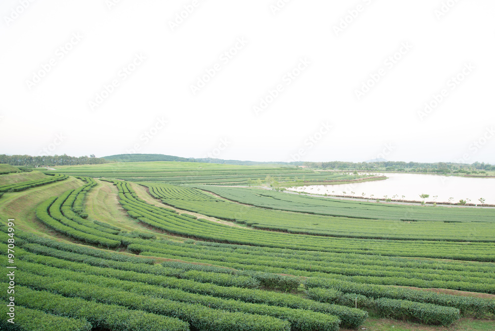 Tea farm on mountain, Thailand.