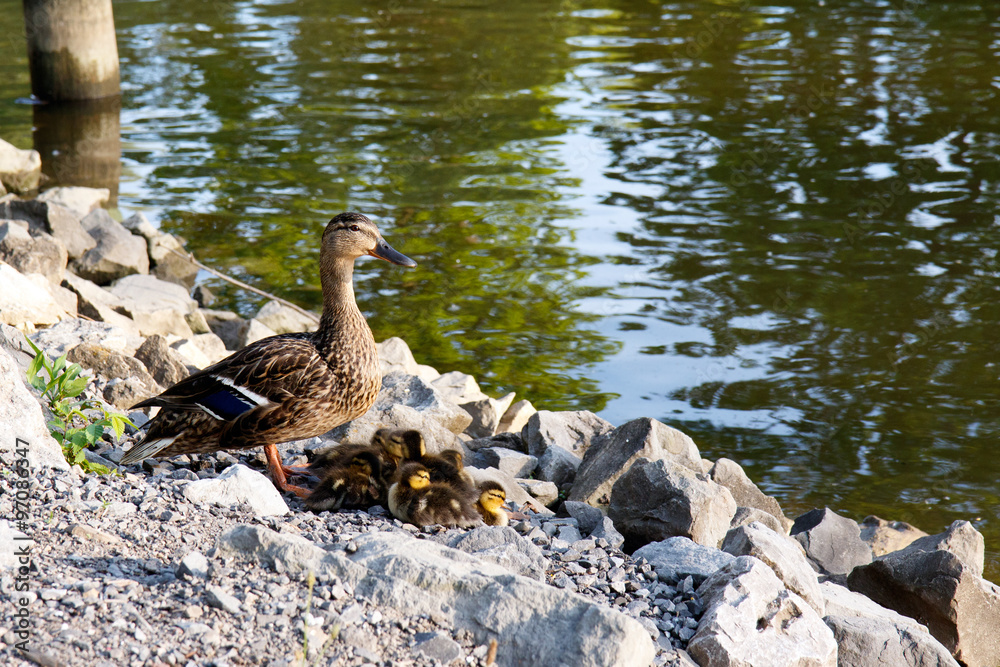 Color DSLR image of mother duck and baby ducklings