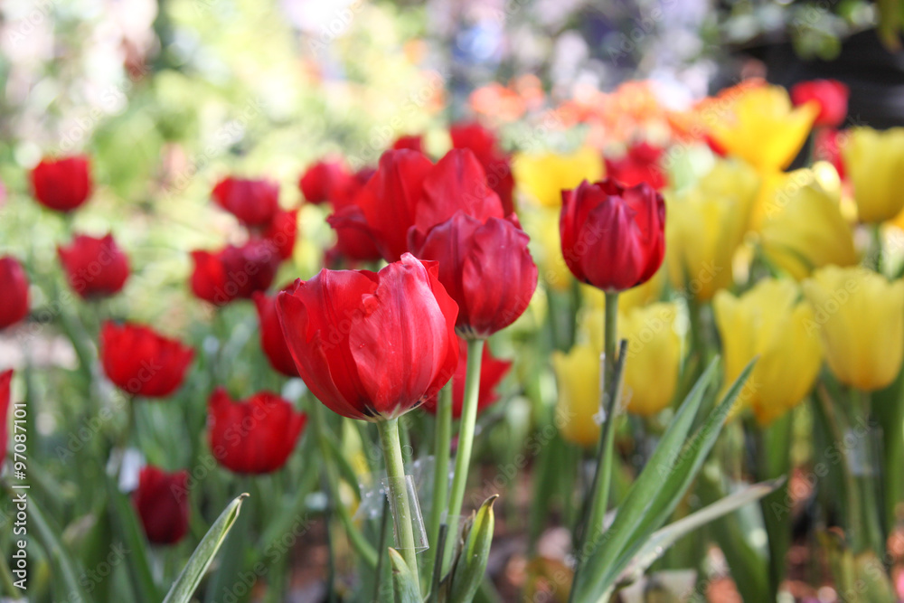tulip flowers tulip flowers
