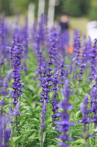 Lavender Flowers