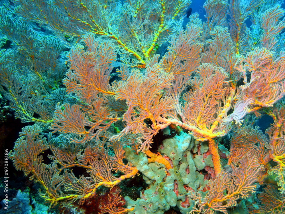 Gorgonian coral, Island Bali