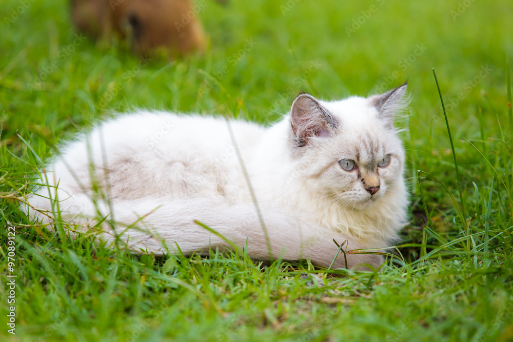 White cat on the green grass.