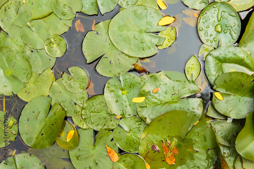 Green Lotus leaves in the water.