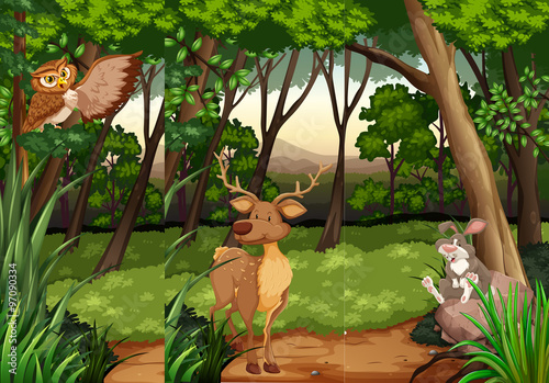 Wild animals in the jungle