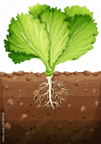 Green vegetable with leaves and roots