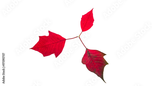 Red leaf on white background.