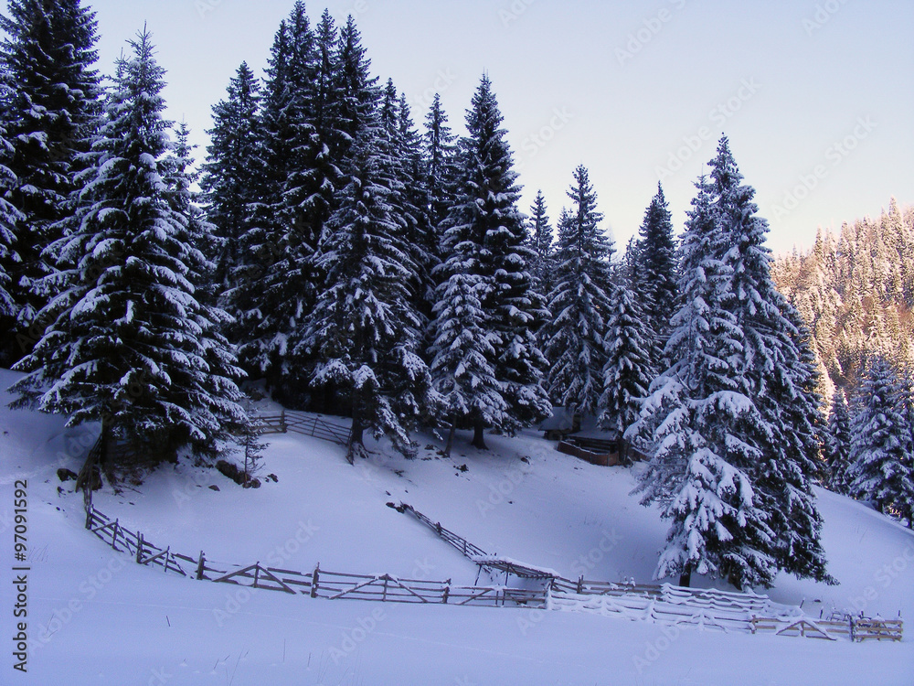 Coniferous forest in the wintertime Coniferous forest in the wintertime