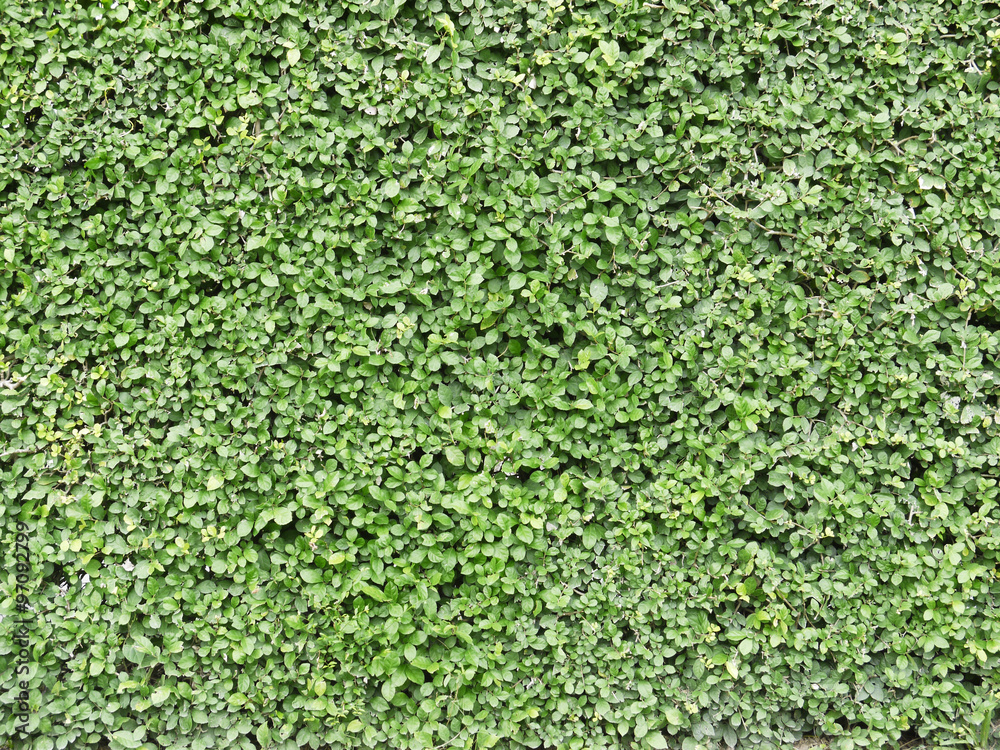 Ornamental shrubs ,Wall shrubs Ornamental shrubs ,Wall shrubs