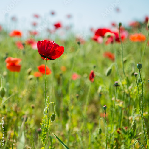 poppy flower