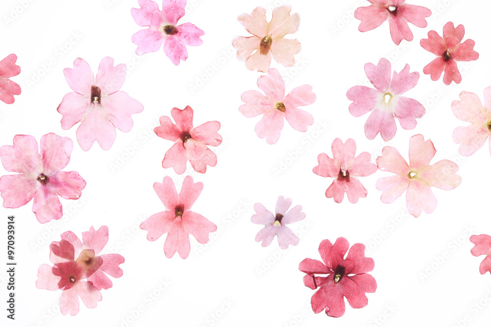 赤い花の押し花 赤い花の押し花