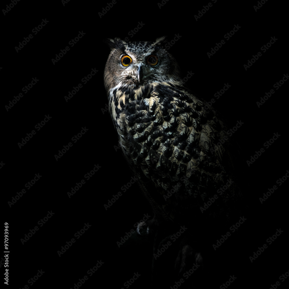 Fototapeta premium Great Horned Owl