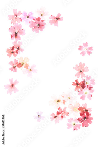 赤い花の押し花