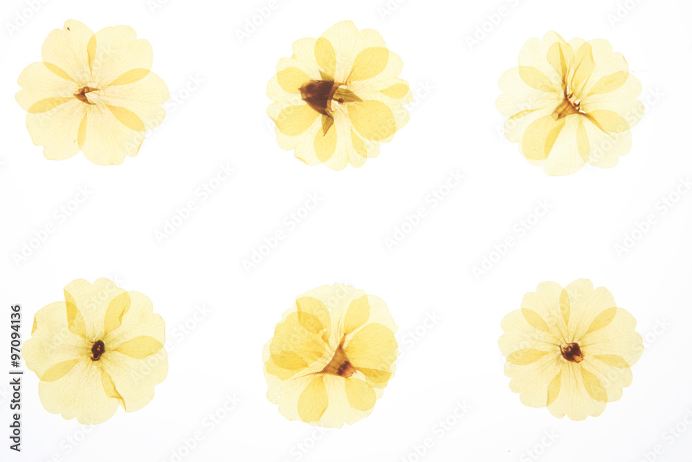 押し花 押し花