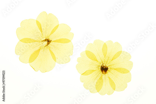 Wallpaper Mural 押し花 Torontodigital.ca