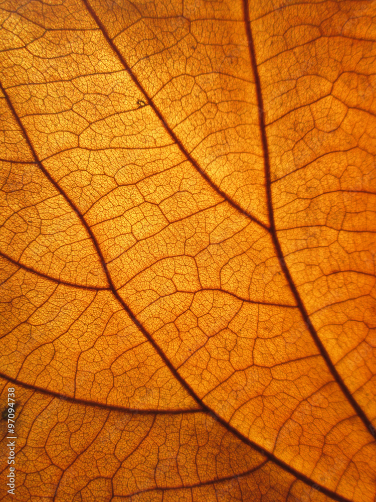 Obraz premium Macro view on textured autumn brown leaf