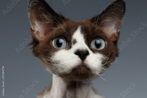 Canvas Print Closeup Portrait of Devon-Rex Looking in Camera on Gray