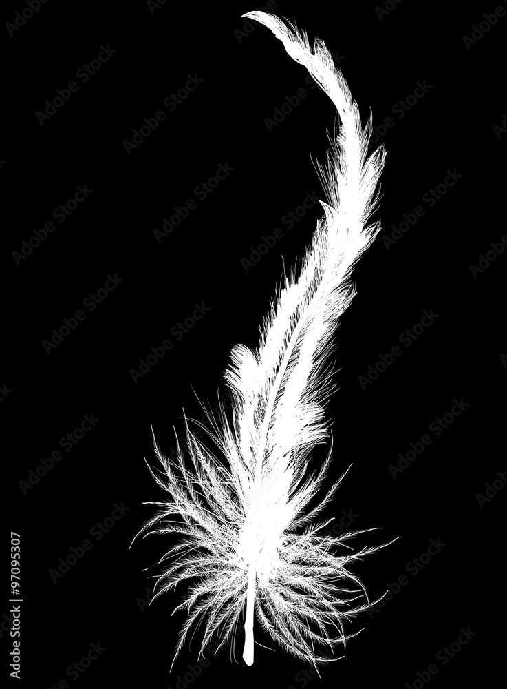 Obraz premium single long white feather isolated on black