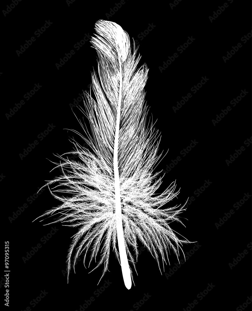 Obraz premium single light feather isolated on black